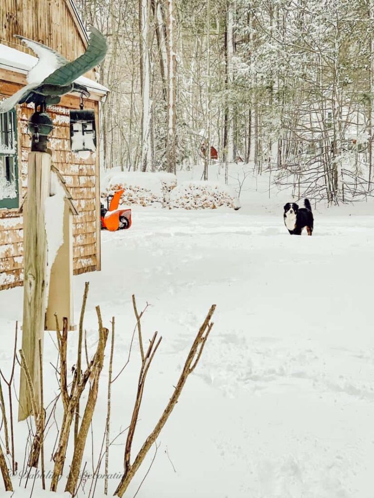 Snow Days with a Bernese Mountain Dog and Snow Blower in Maine.
