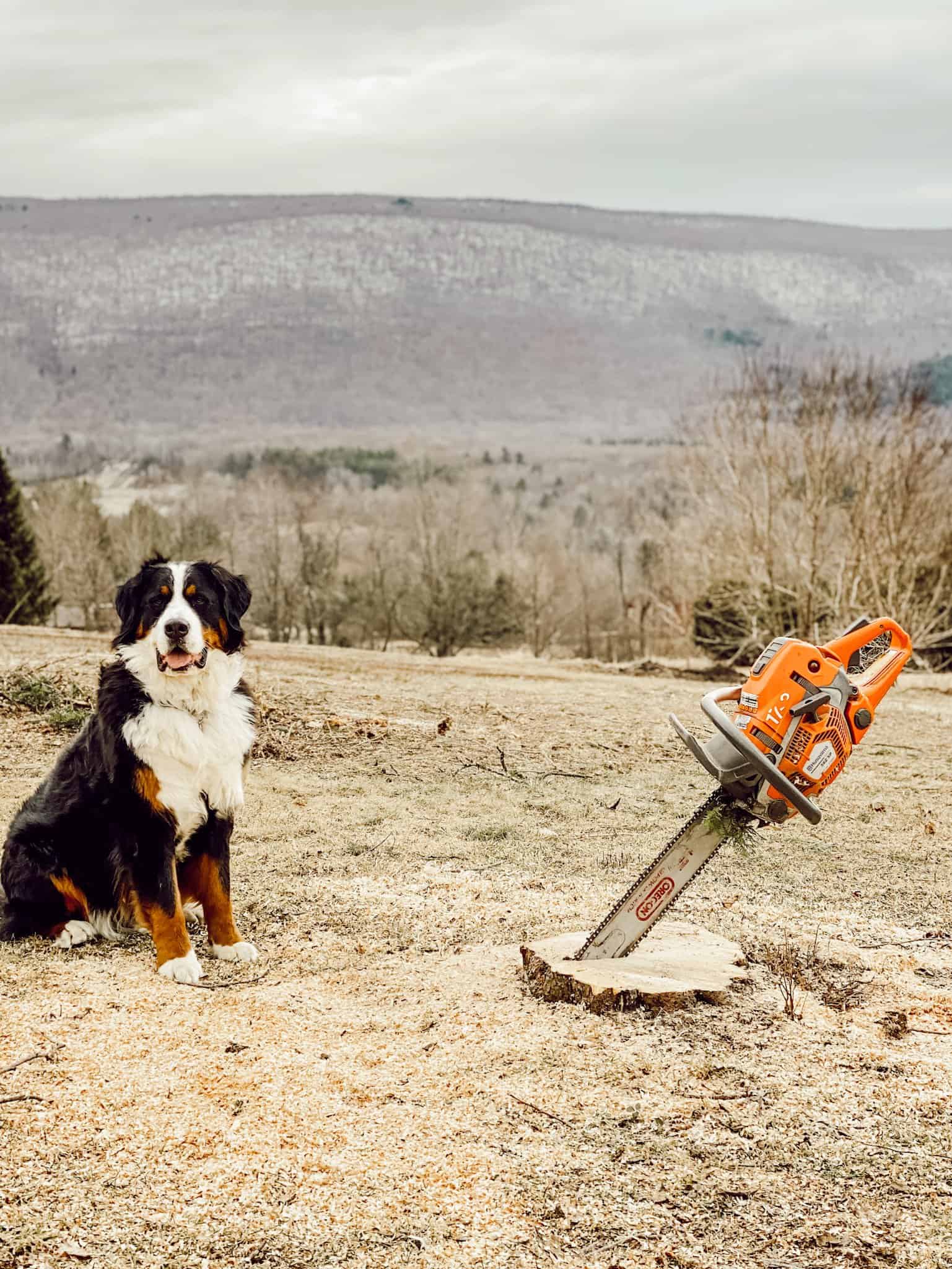 A dog standing on top of a dirt field