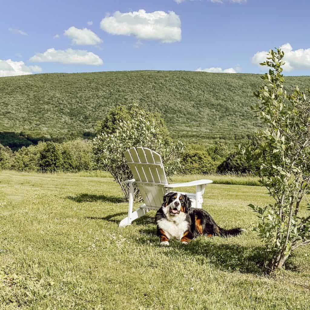 Bernese Mountain Dog sitting with mountain view.