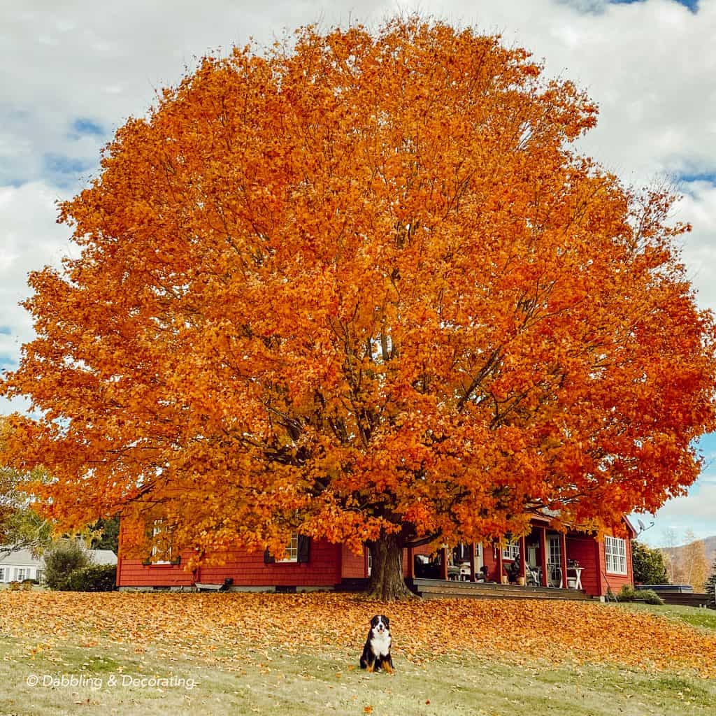 Autumn in Vermont.  A large orange maple tree with bernese mountain dog.