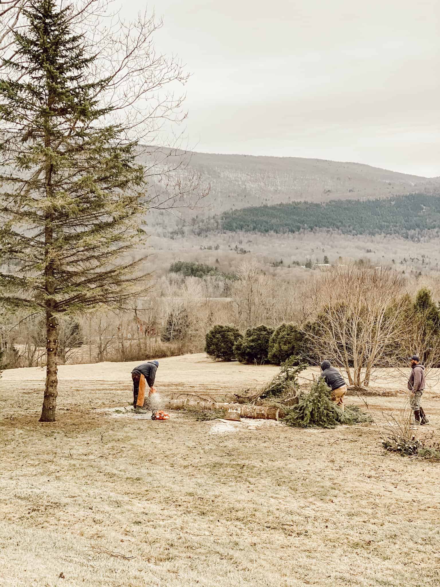 A group of people cutting down trees