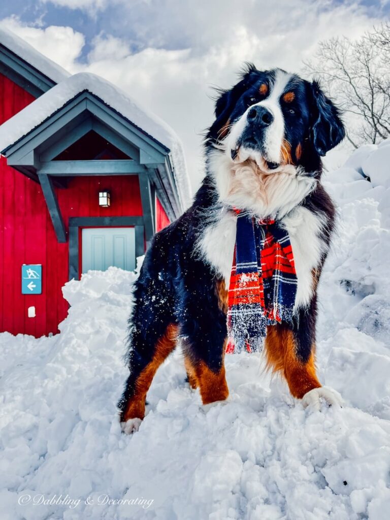 Ella, our Bernese Mountain Dog on top of a mound of snow with her red plaid scarf on in our Vermont Driveway.