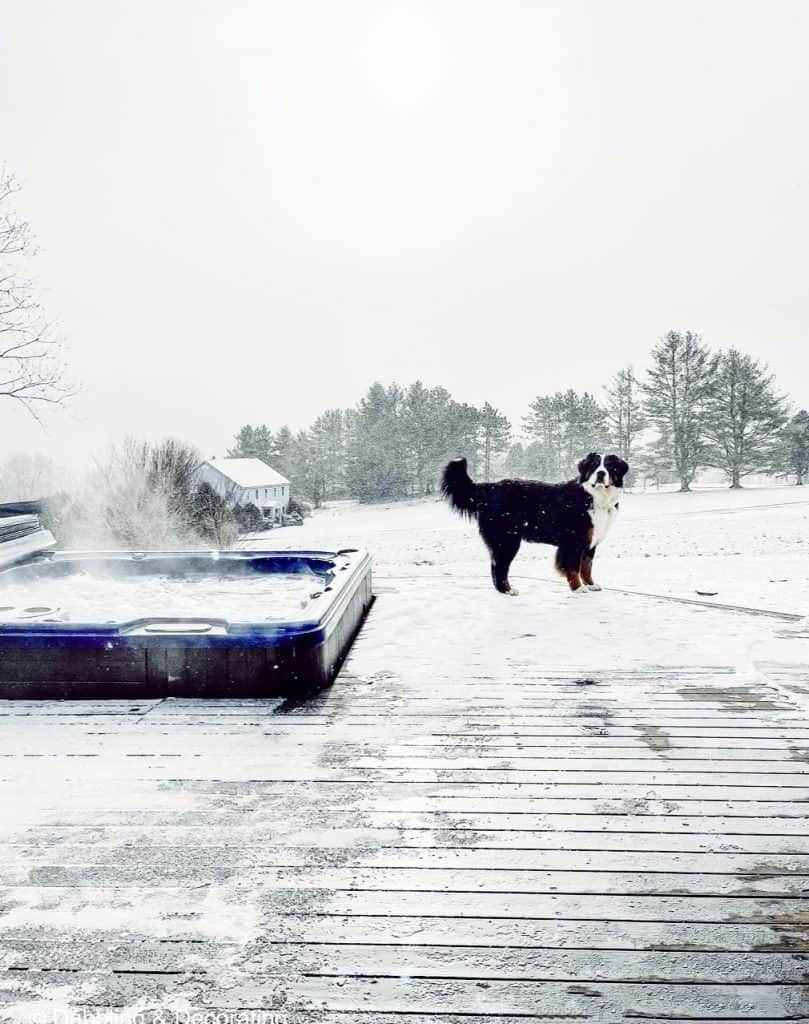 Hot tub mountain views with bernese mountain dog.