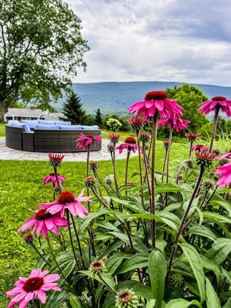 Pink daisies lush greenery, and a blue cushioned conversation set around a fire pit at our Vermont home in the summer.