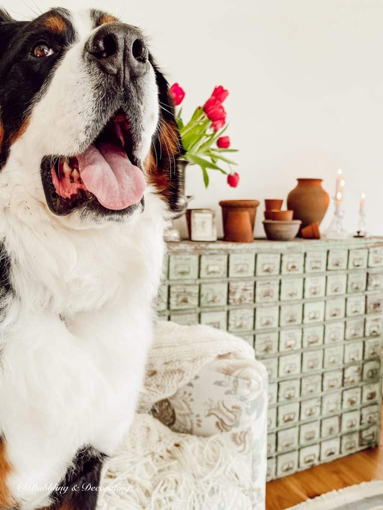 Ella the Bernese Mountain Dog.