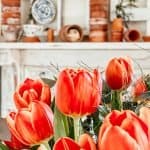 Spring Tulips and Terracotta Pots