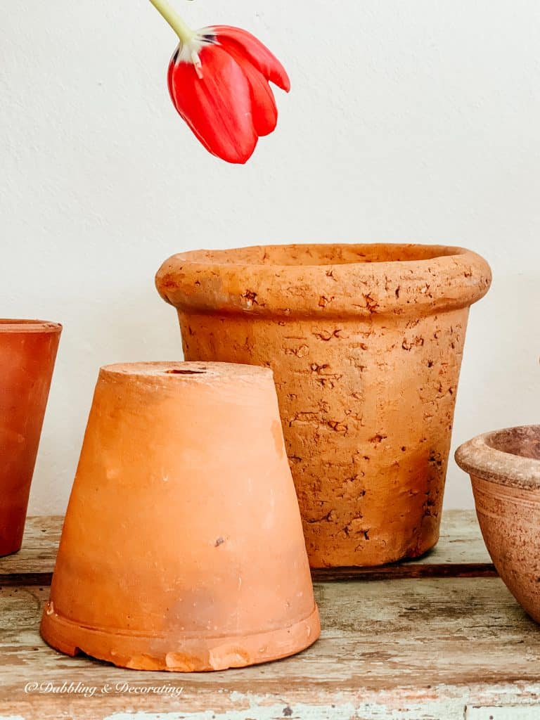 terracotta pots and a tulip.