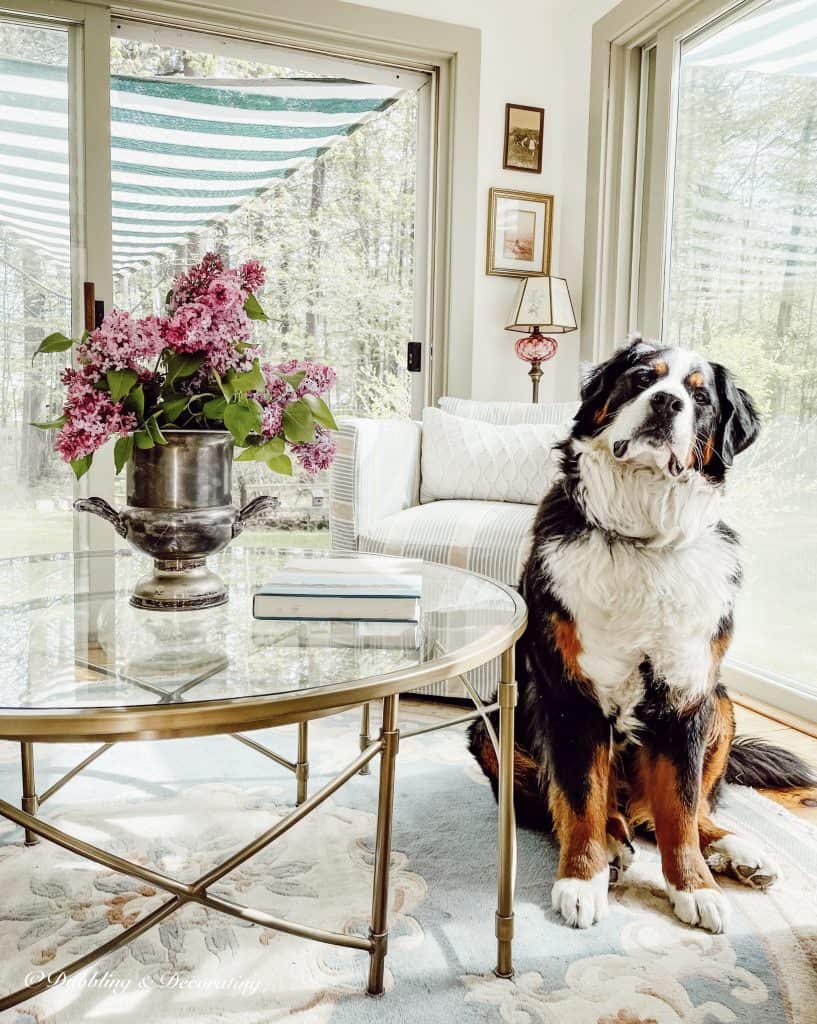 Bernese Mountain Dog next to purple lilacs on glass table.