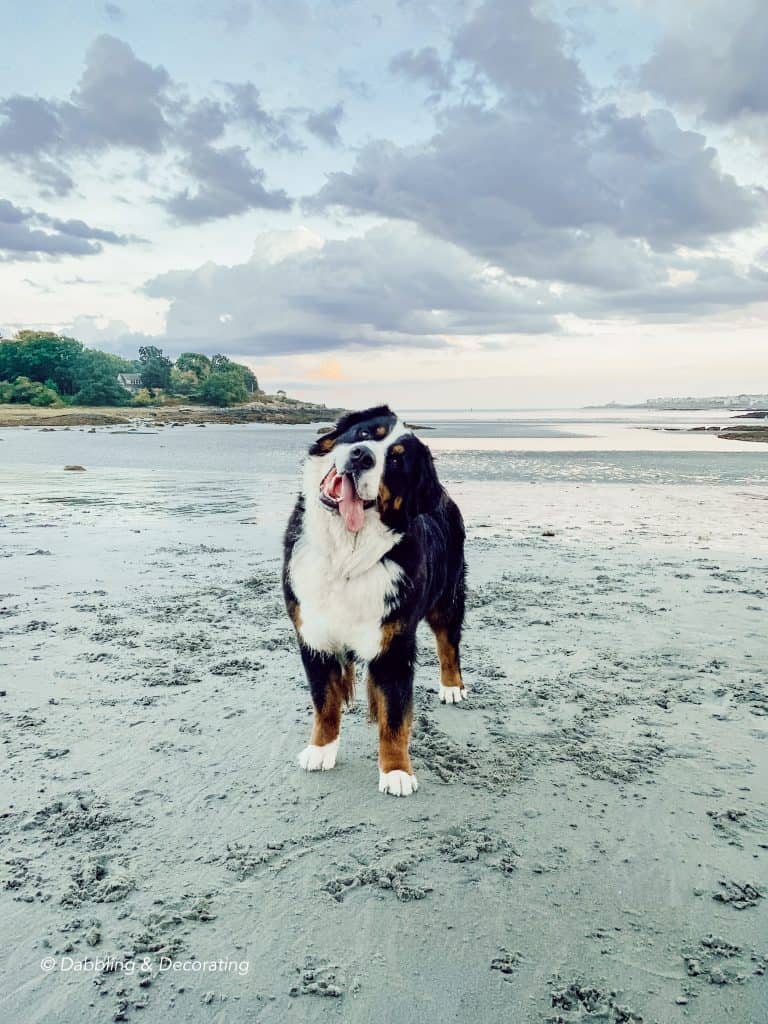 York Beach Maine and Ella, the Bernese Mountain Dog.