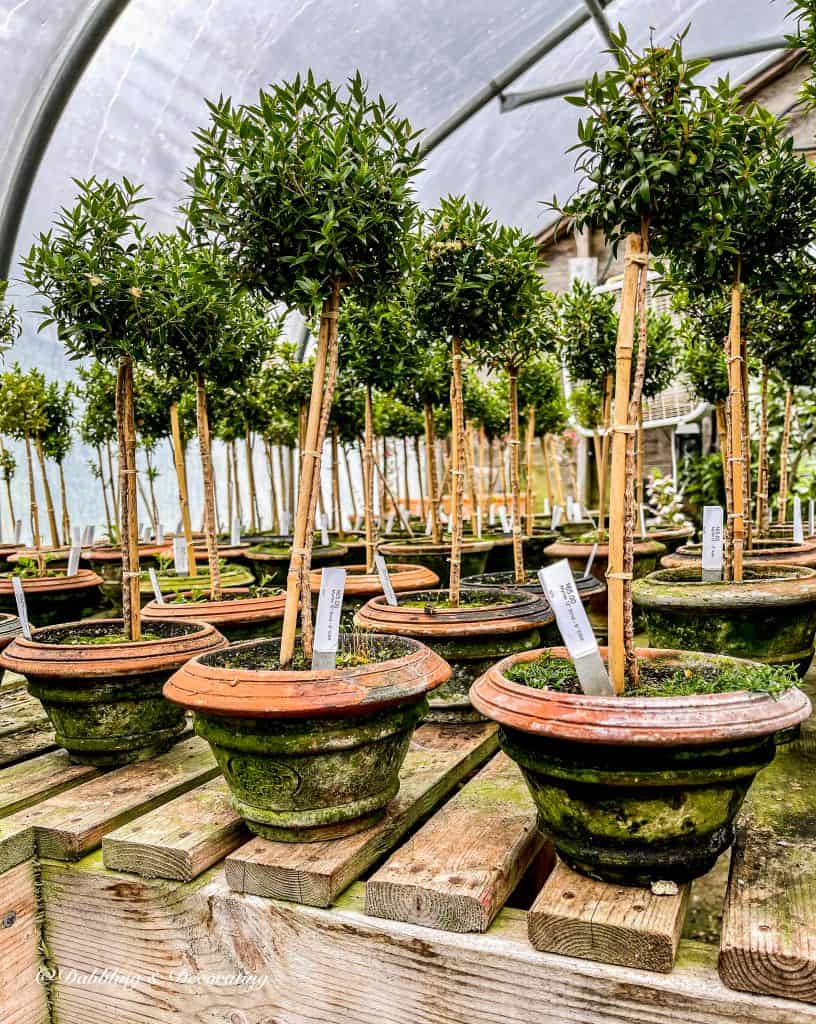 Topiaries at Snug Harbor Farm Maine