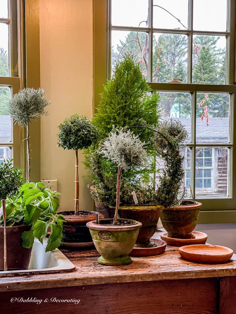 Topiaries at Snug Harbor Farm