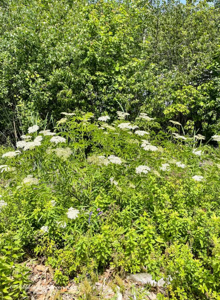 Queen Ann's Lace in the Wild.