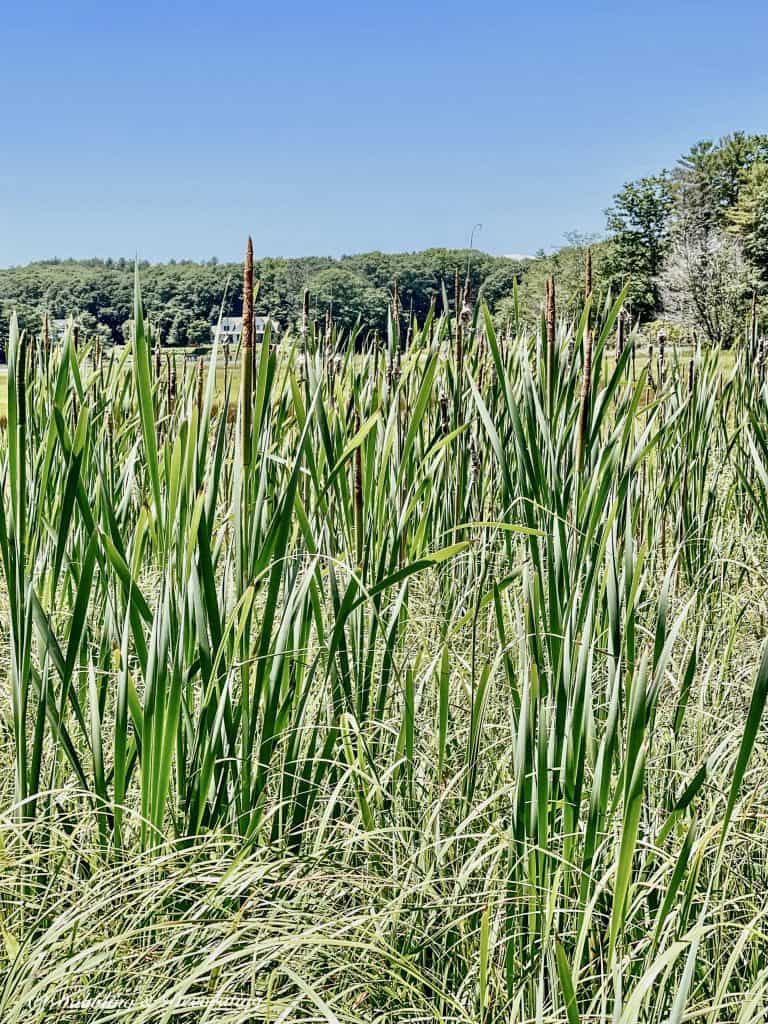 Cat N' Nine Tails wild in field.