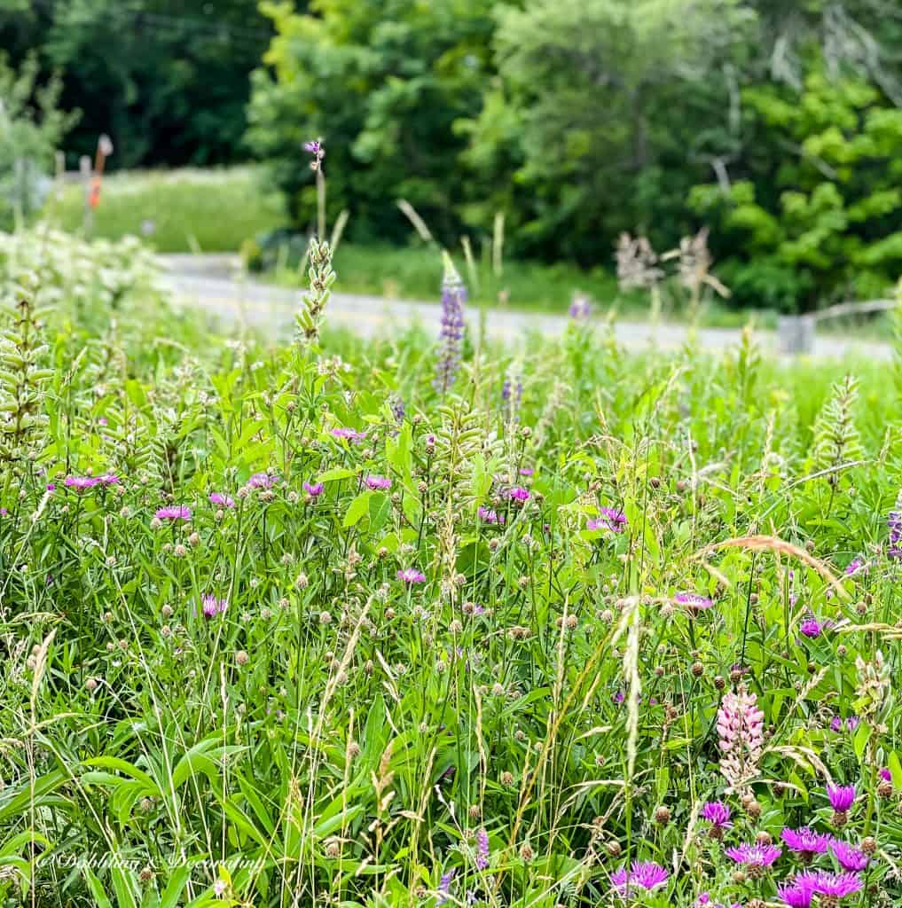 How to Create Beautiful Summer Weed Arrangements
