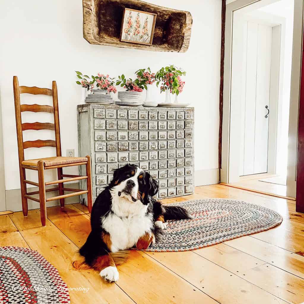 A Summer House Tour  Old apothecary cabinet with Bernese Mountain Dog.