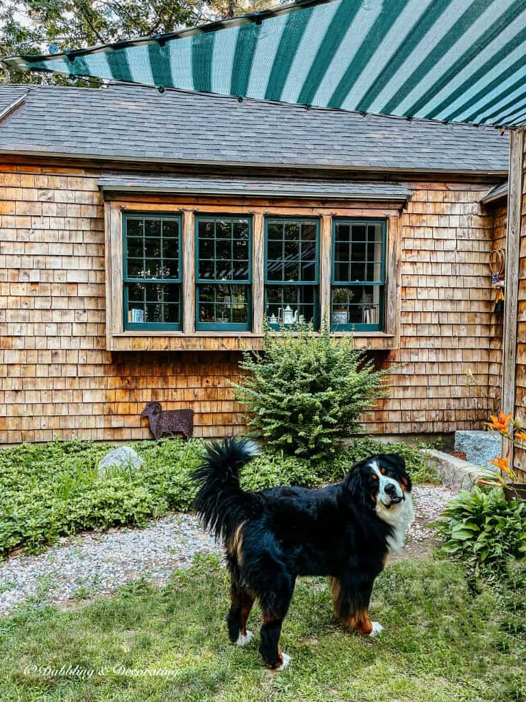 Bernese Mountain Dog