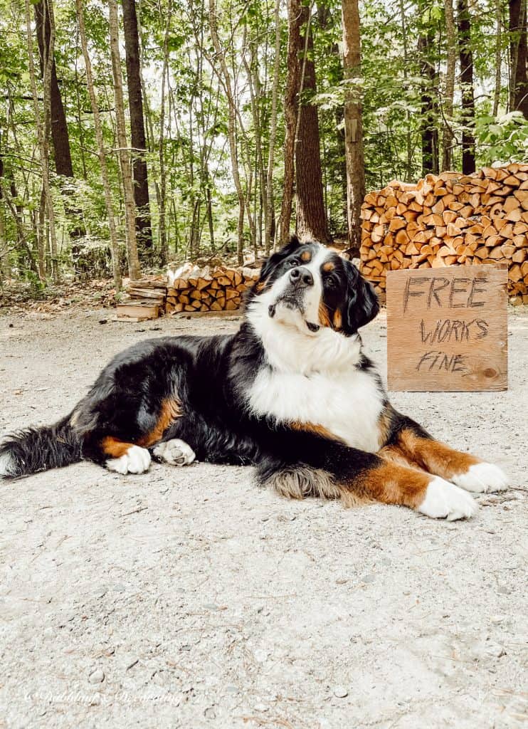 Yard Sale Sign and Ella, the Bernese mountain dog.