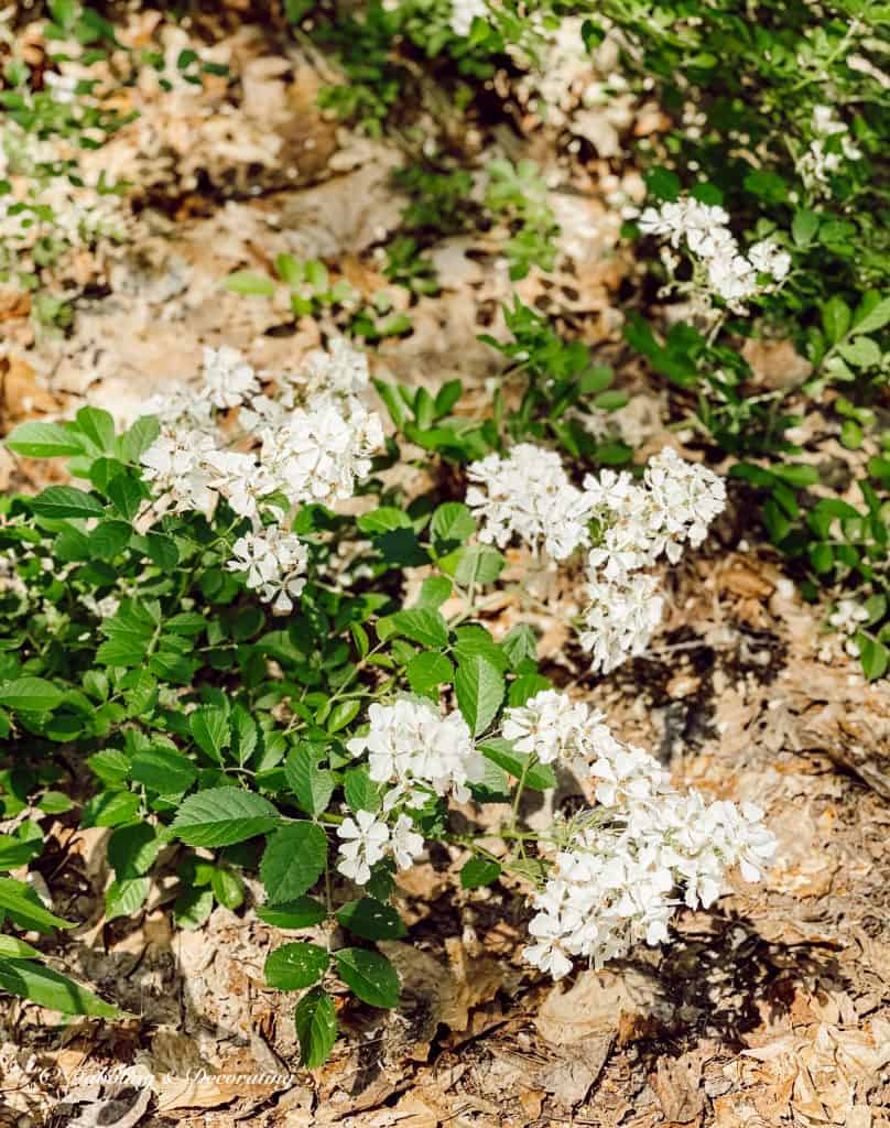 Multiflora Rose Wildflowers for Wildflower Arrangements