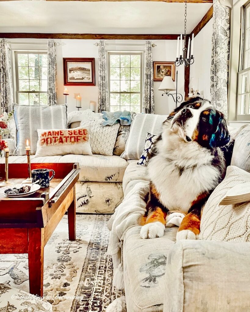 Bernese Mountain Dog on Sectional in Colonial Living Room.