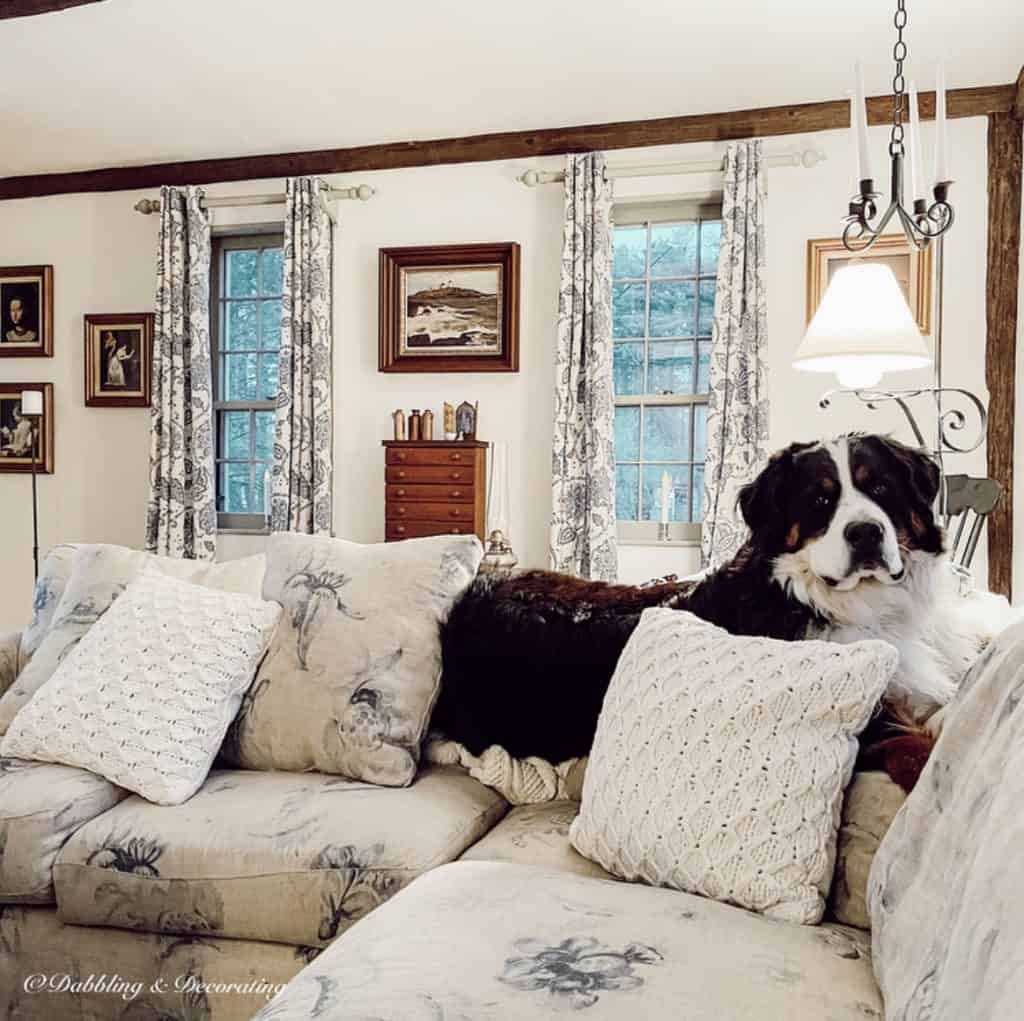 Ella the Bernese Mountain Dog on sectional couch.