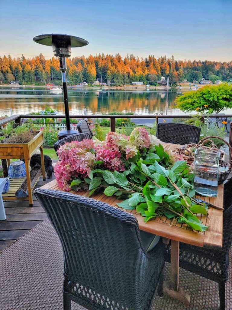 Ultimate Guide to Grow and Care for Hydrangeas for Beginners