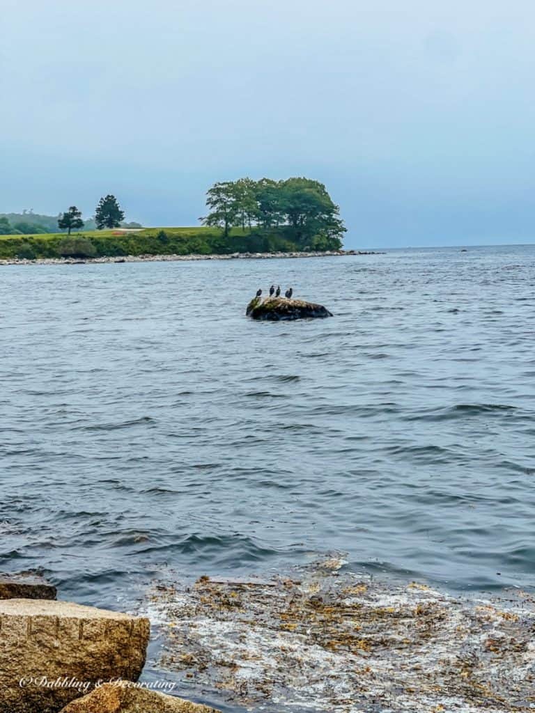 Birds on a Rock