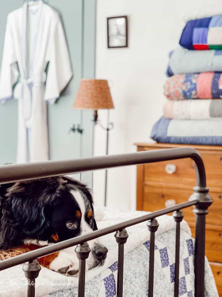 Bernese Mountain Dog on wrought iron bed with handmade quilt.