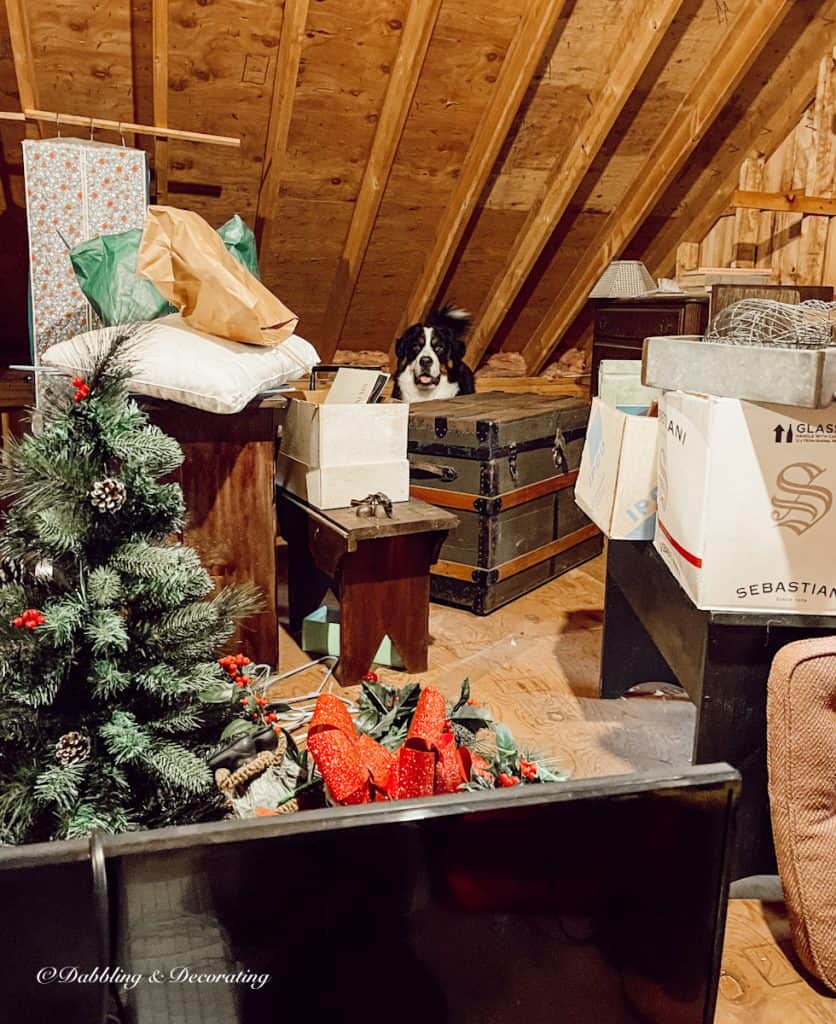 Trunk and dog in attic