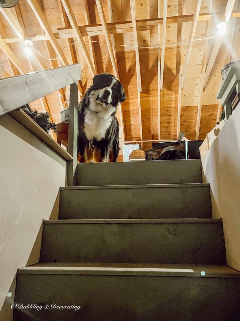 Dog in the Attic