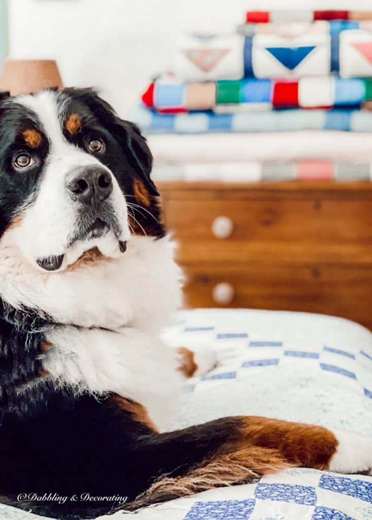 BERNESE MOUNTAIN DOG