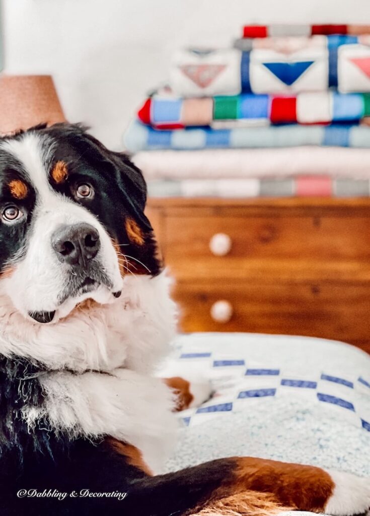Bernese Mountain Dog on bed with Display of Folded Quilts.