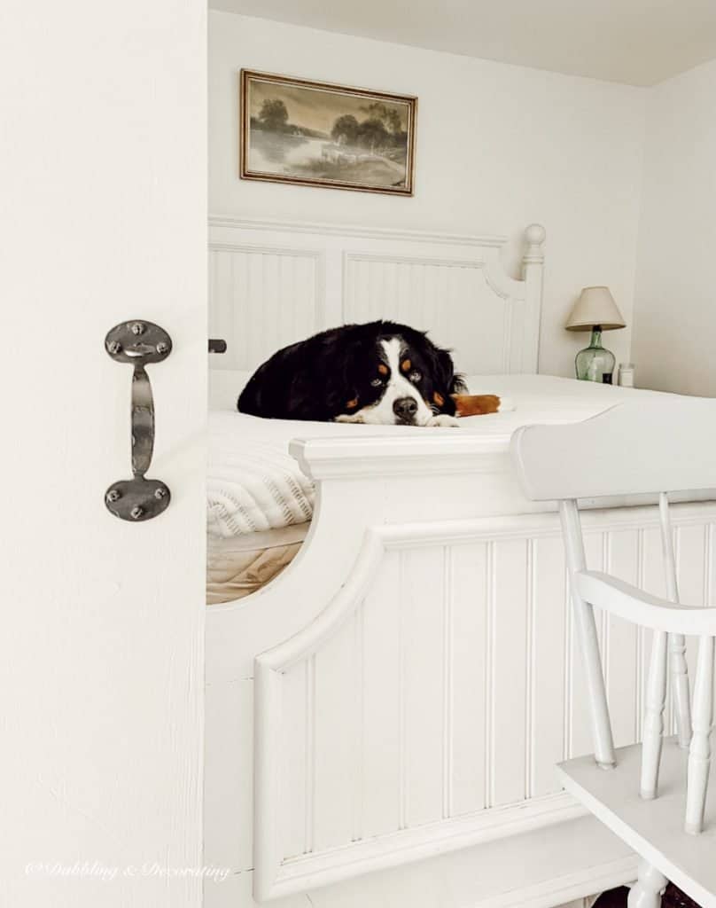 Bernese Mountain Dog on Bed