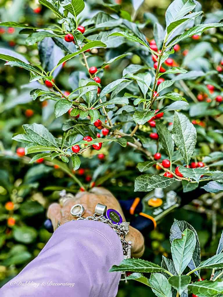 Cutting Winterberry Branches at summer's end.