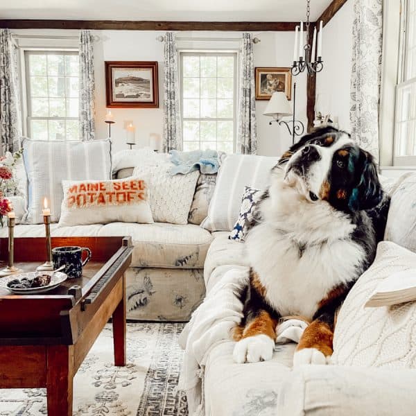 Bernese Mountain Dog on Sectional Couch