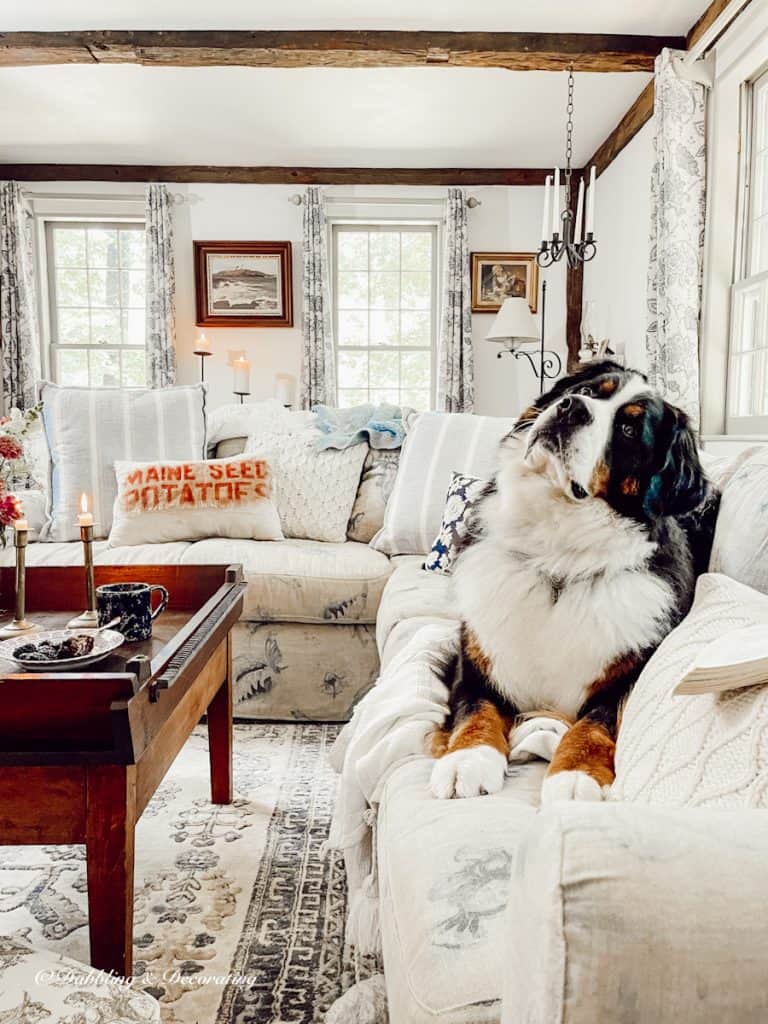 Bernese Mountain Dog on Sectional Couch