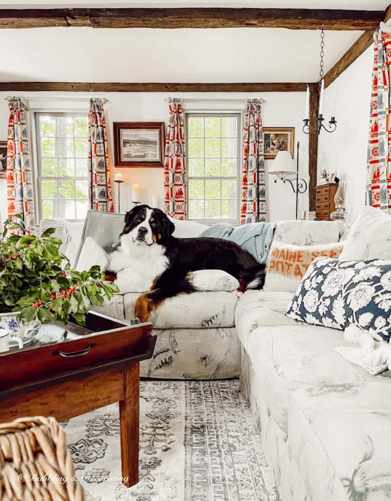 Living Room with Bernese Mountain Dog with red decor nautical curtains.