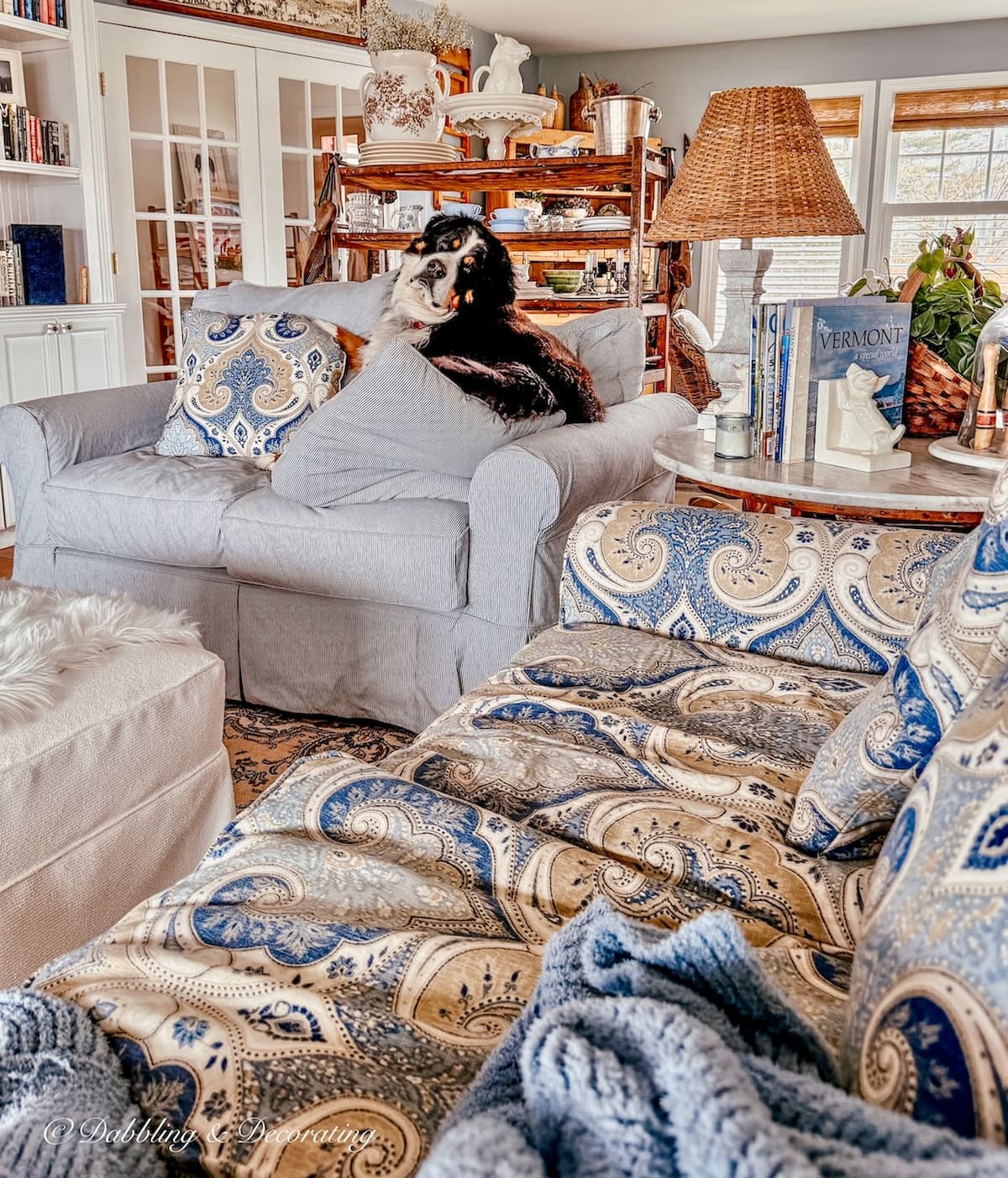 Bernese Mountain dog sitting on living room blue and white furniture in vintage home style.