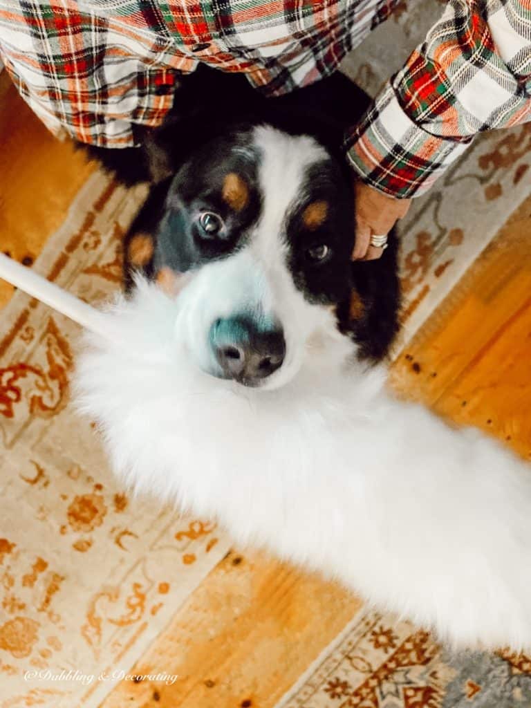 Bernese Mountain Dog and plaid shirt in Vermont fall colours