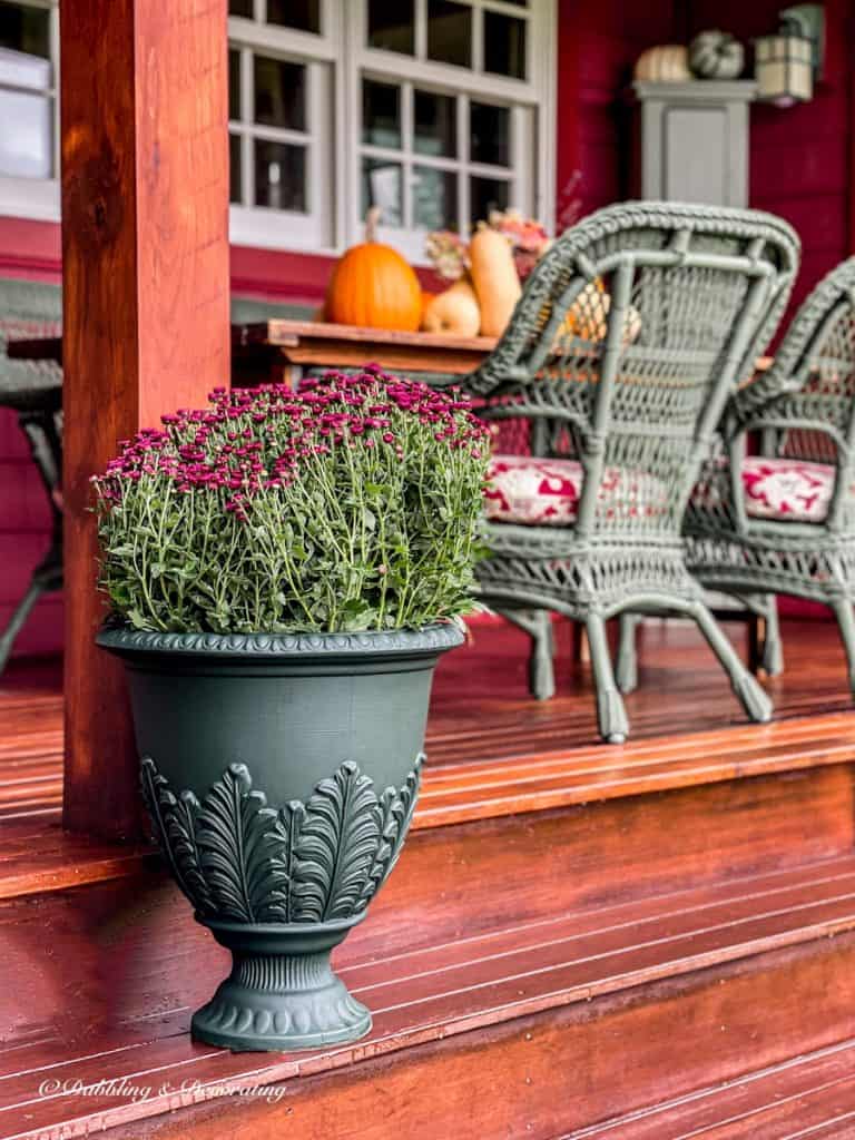 Essex Green plastic Urns with Purple Mums on fall porch.
