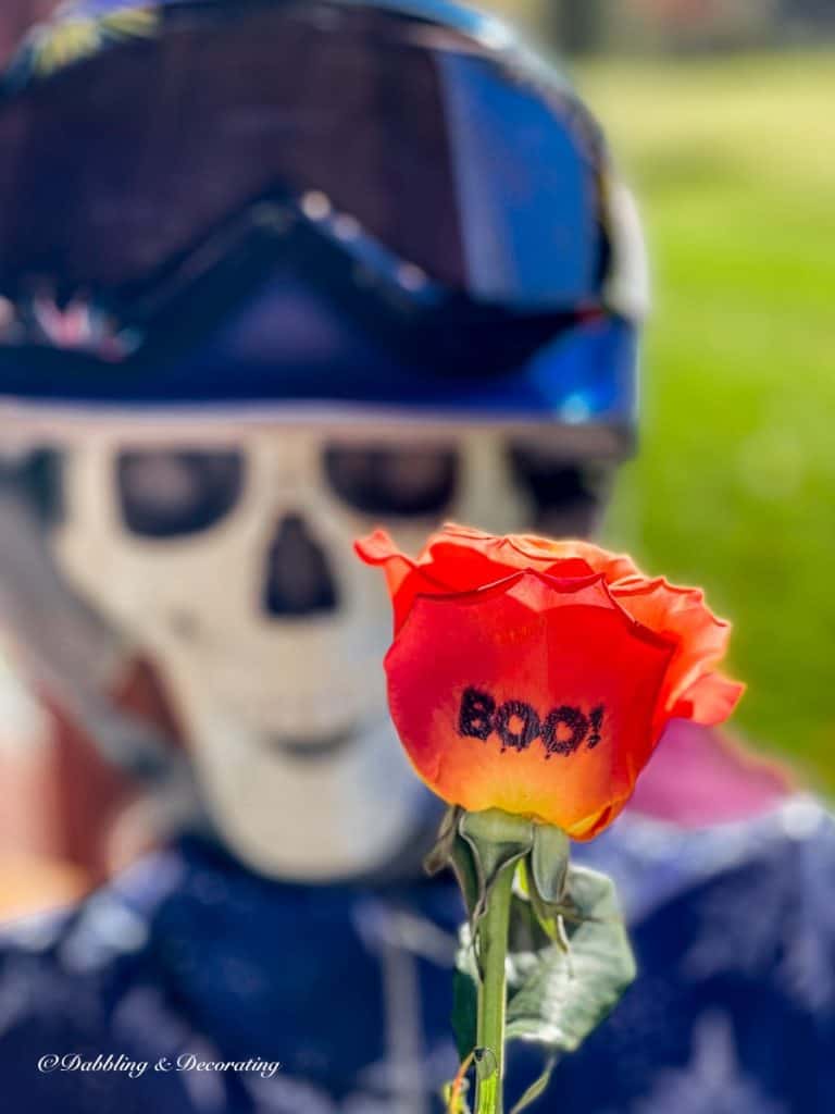 Skeleton with Rose