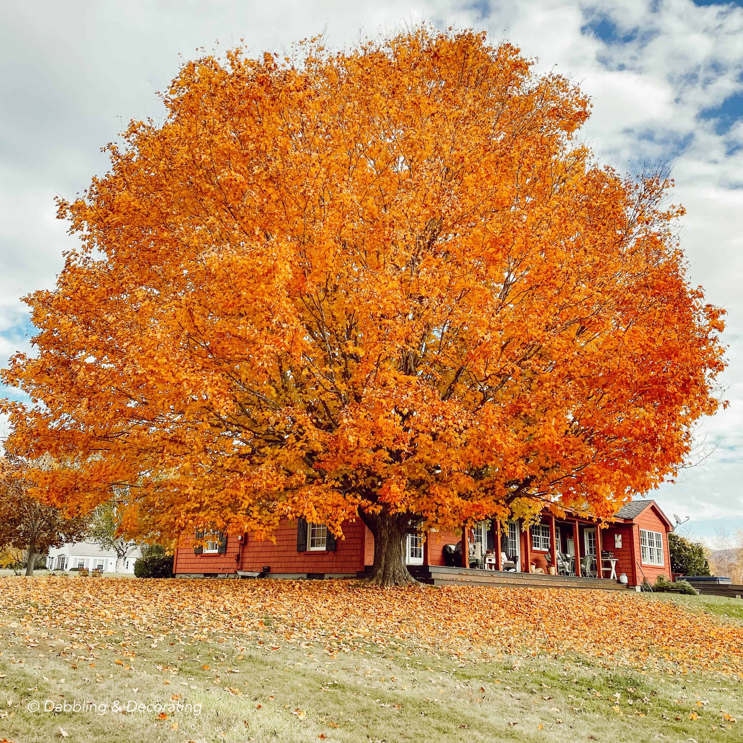 Maple Tree Foliage