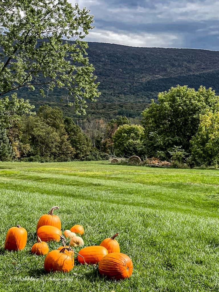 Pumpkins in the Mountains before Vermont foliage.