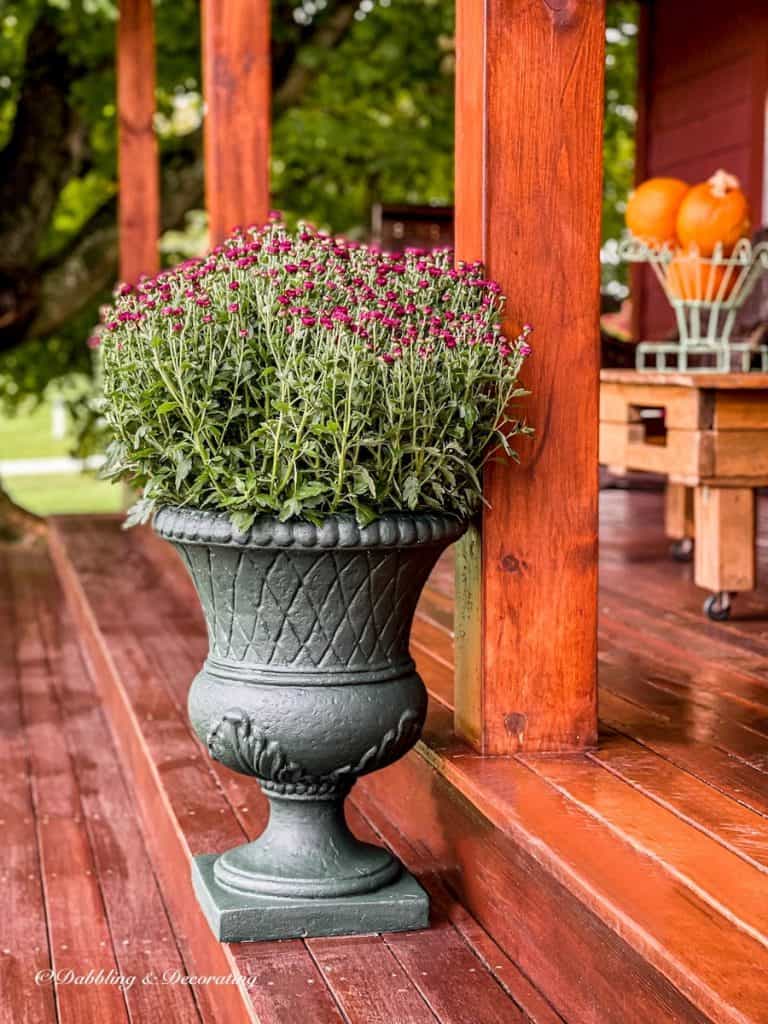 Essex Green painted Urns with Mums