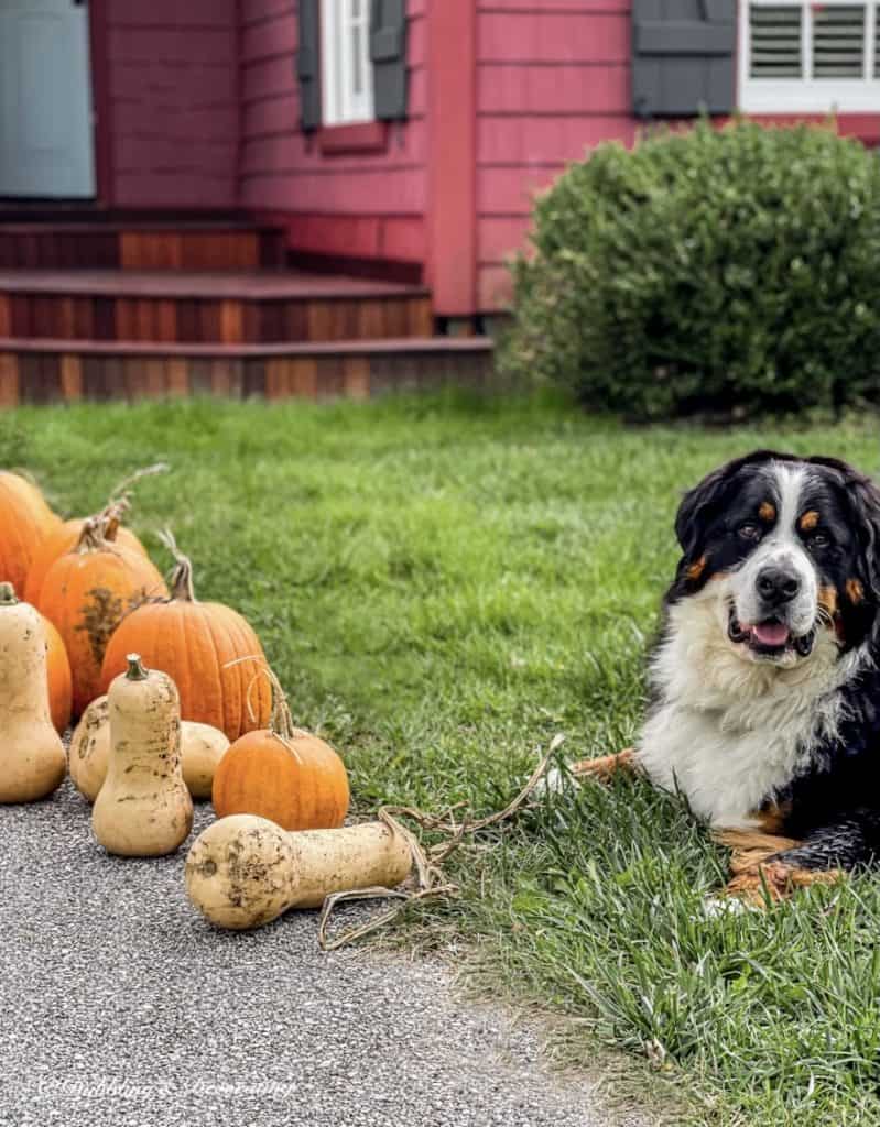 Pumpkins and dog