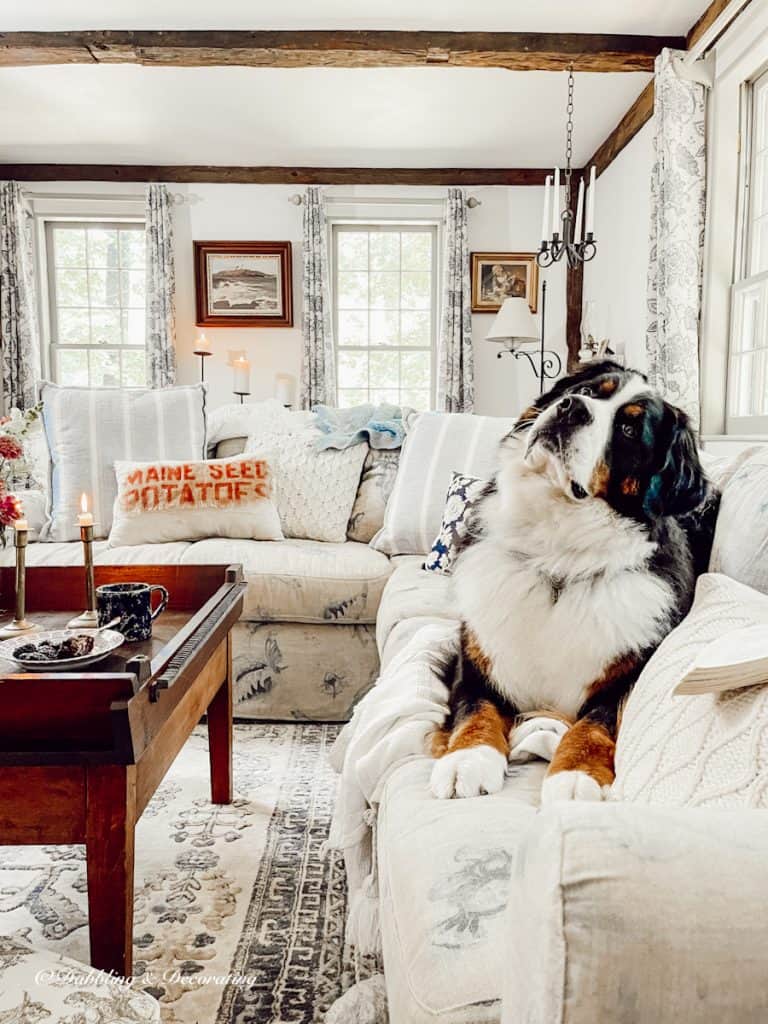 A vintage dog sitting on a couch in a living room.