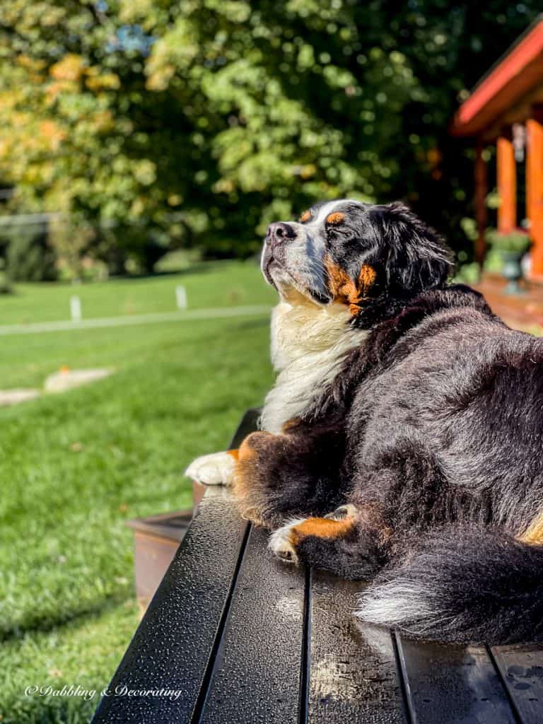 Bernese Mountain Dog