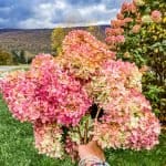 Bouquet of Hydrangeas