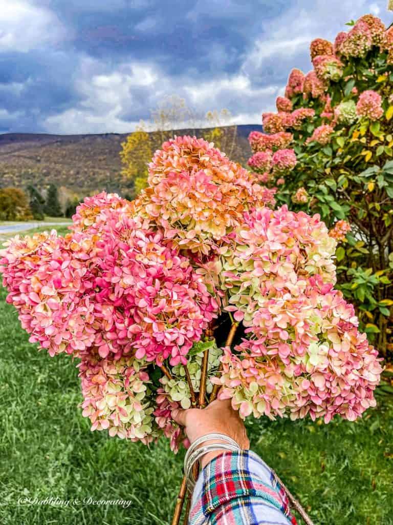 Bouquet of fall foliage Hydrangeas