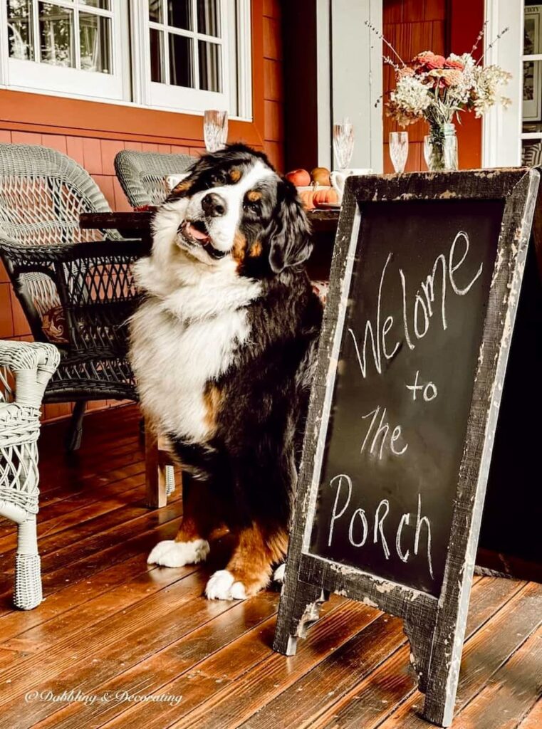Bernese Mountain Dog on Vermont Porch next to fall table setting.