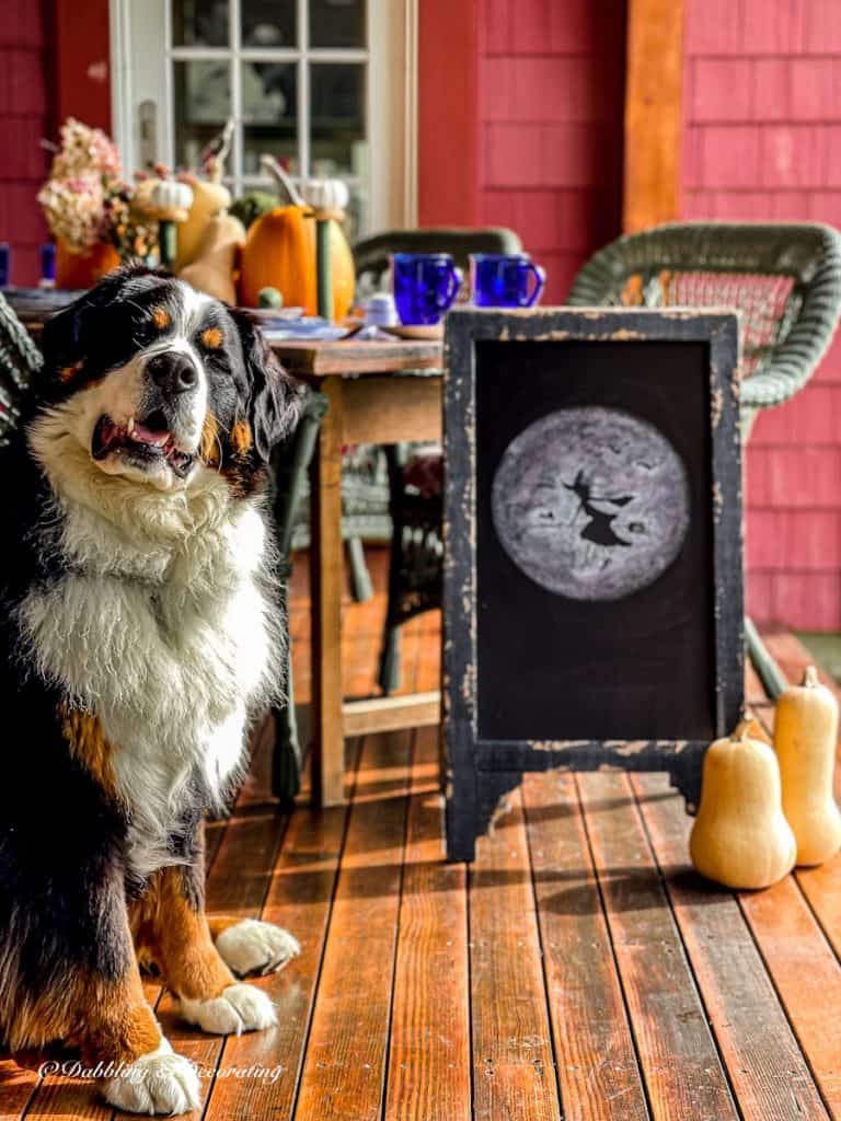 Bernese Mountain Dog and Chalkboard